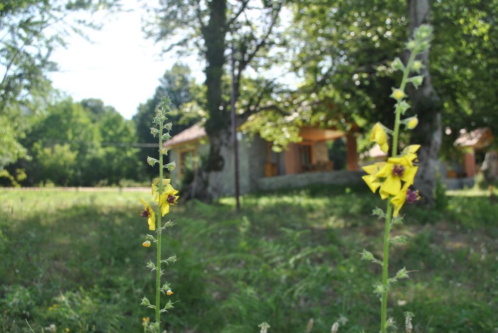 Talistan Forest Park Ξενοδοχείο Εξωτερικό φωτογραφία